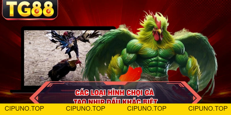 Đá Gà Trực Tuyến - Mãn Nhãn Với Loạt Đấu Nghẹt Thở - cipuno