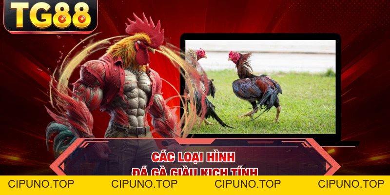 Đá Gà - Nghẹt Thở Tại TG88 Bí Quyết Soi Chiến Kê Thắng Thế - cipuno