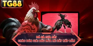 Blog Cá Cược TG88 – Cập Nhật Kiến Thức & Kinh Nghiệm - cipuno