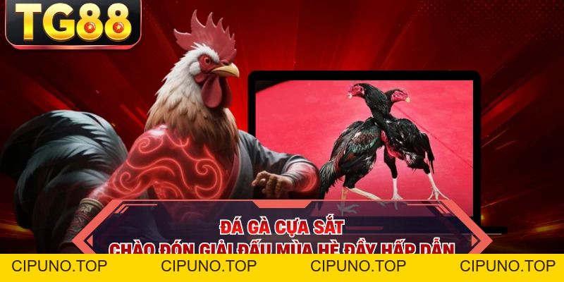 Đá Gà Cựa Sắt - Chào Đón Giải Đấu Mùa Hè Đầy Hấp Dẫn - cipuno