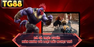 Blog Cá Cược TG88 – Cập Nhật Kiến Thức & Kinh Nghiệm - cipuno
