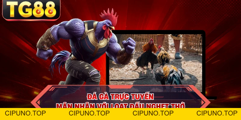Đá Gà Trực Tuyến - Mãn Nhãn Với Loạt Đấu Nghẹt Thở - cipuno