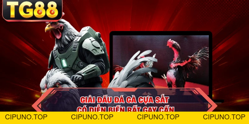 Đá Gà Cựa Sắt - Chào Đón Giải Đấu Mùa Hè Đầy Hấp Dẫn - cipuno
