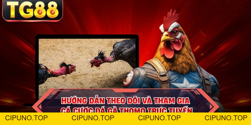 Đá Gà Thomo - Loại Hình Giải Trí Chọi Gà Rực Lửa Tại TG88 - cipuno
