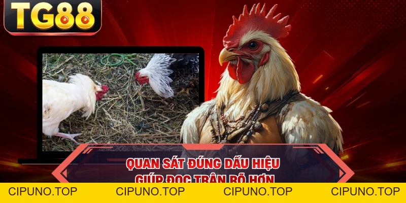 Đá Gà Trực Tuyến - Mãn Nhãn Với Loạt Đấu Nghẹt Thở - cipuno