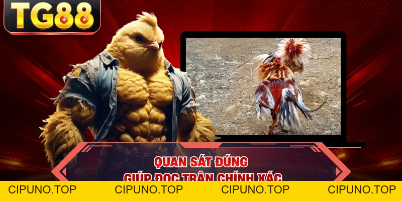 Đá Gà - Nghẹt Thở Tại TG88 Bí Quyết Soi Chiến Kê Thắng Thế - cipuno