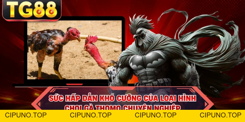 Đá Gà Thomo - Loại Hình Giải Trí Chọi Gà Rực Lửa Tại TG88 - cipuno